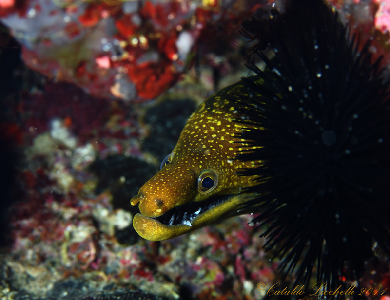 Enchelycore anatina (Lowe, 1838) - in Salento